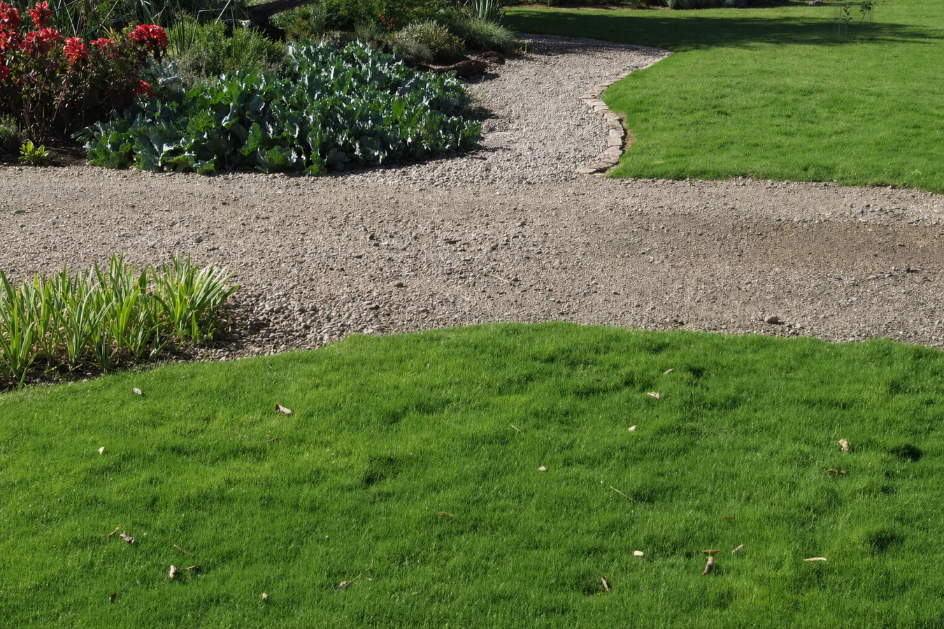 Drought-tolerant turf